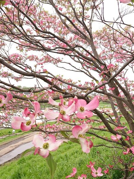 令和2年度　委員会活動休止について